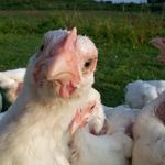 Bob Chandler - @mariaville_farm - Instagram