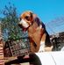 Bob Chasse - Facebook