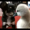 Claire Mai - @bobclaire16661 - TikTok
