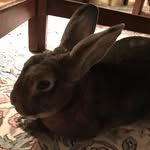 Bob Cleary - @bobcleary20 - Instagram