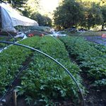 Bob Close - @stafford_river_farm - Instagram