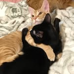 Simon and Simba (Bob & Cloud!) - @thesimonandsimbashow - Instagram