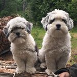 Bob coates - @1silverbob1 - Instagram