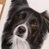 Bob The bordercoillie - @bob_the_bordercoillie - TikTok