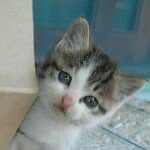 cassie - @bob_coner_cat - Instagram