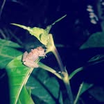 Hebert Hernandez Sosa - @bobconero12 - Instagram