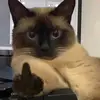 Nicole - @contebobfiu - TikTok