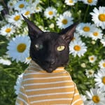 Bobby C. - @bobby_thecornishrex - Instagram