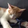 Flash le chaton - @bobcote1 - TikTok