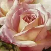 Bob Brenda Crabtree - @user331341110 - TikTok