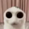 Bobacrowe - @bobacrowe - TikTok