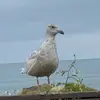 user6190823052892 - @davebobculver - TikTok