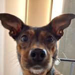@bob_daily_ - Instagram