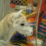 amy knill - @bob_the_demented_unicorn - Instagram