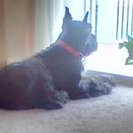Bob Denham - @caninecook - Instagram