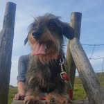 Bob Derbyshire - @bobthesausagedog2022 - Instagram