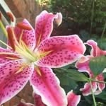 Bobbie DeWolf - @bjsd1234 - Instagram