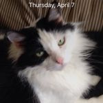 Bob dickens - @applegoat - Instagram