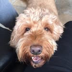 Boodoos - @bob_dodds - Instagram