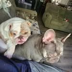 bob dutton - @stell_kash_coco - Instagram