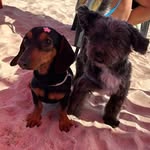 BOB & BELINHA - @bobebelinha1 - Instagram