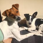 Bob & Belinha - @bobebelinhadogs - Instagram