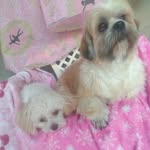 Bob e Bela doguinhos Lhasa Apso's - @bob.ebela - Instagram