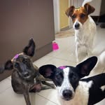 Bob e Belinha e Judite - @bobebelinhaeju - Instagram