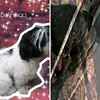 Bobebela - @belinha_bob0 - TikTok