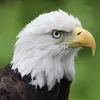 @EltonBob29 - @eltonbob296 - TikTok