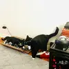 Bo & Beno 🐈‍⬛ - @bo.beno - TikTok