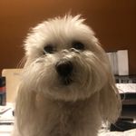 Bob Esposito - @bobesposito62 - Instagram