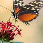Bob Ferrara - @bobferrara34 - Instagram
