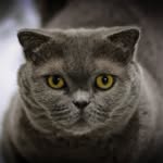 Bob Fields - @bob_fields_cat - Instagram