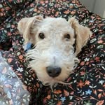 Bob & Finley - @bob_n_finn - Instagram