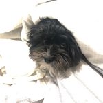 Bob Fitzpatrick - @bobbyfitzhere - Instagram