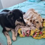 bob & luna - @luna.bobfm - Instagram