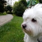 Bobbysfamily - @bobfmly - Instagram
