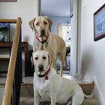 Bob Fox - @fox.bob - Instagram