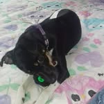Bob-Fox Paulistinha - @bobfoxpaulistinha - Instagram