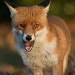 Bob The Fox - @bobfoxx - Instagram