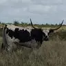 Bob Frame - @bobframe2 - TikTok