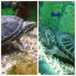 Bob & Fred - @bob_fred_turtles - Instagram