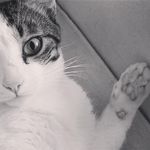 Bob, Fred e Max - @irmao.sgatos - Instagram
