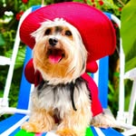 BOB | Yorkshire Terrier🐶 - @bob_bobfreitaslopes_yorkshire - Instagram