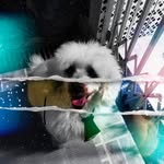 Bob - @bob_freitas08 - Instagram