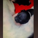 Bob - @bobfreitassilva09 - Instagram
