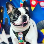 Bob Freitas - @bobinhofreitas - Instagram