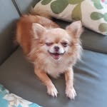 doguinhos🐶 - @bob.gaia.nacho - Instagram