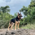 𝐁𝐎𝐁 𝐓𝐇𝐄 𝐆𝐄𝐑𝐌𝐀𝐍 𝐒𝐇𝐄𝐅𝐀𝐑𝐃 🖤🤎🐕🐾 - @___bob___30 - Instagram